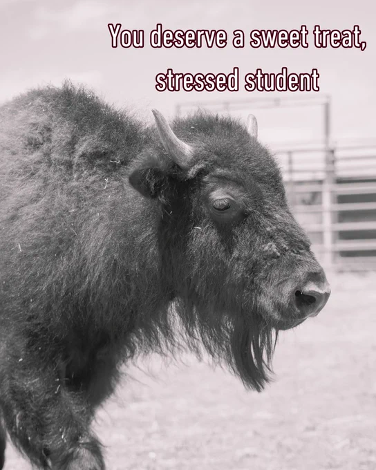 A bison stands in a fenced area outdoors. The text at the top reads, "You deserve a sweet treat, stressed student." The image is in black and white. 