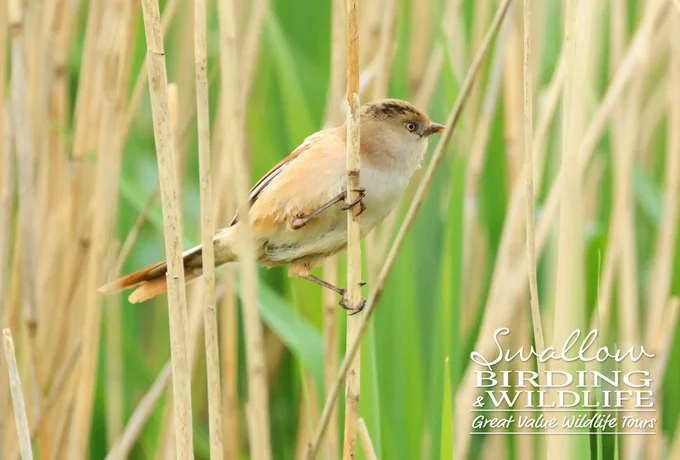 Bearded Reedling