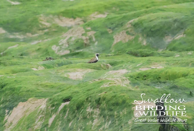 American Golden Plover