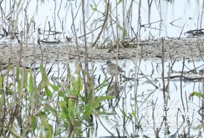 Wood Sandpiper