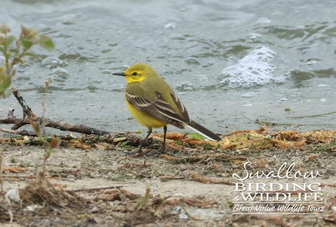 Western Yellow Wagtail