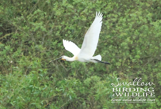 Eurasian Spoonbill