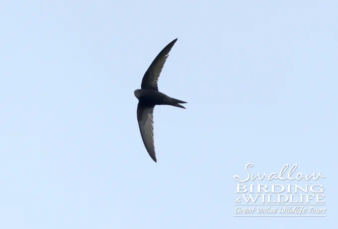 Common Swift