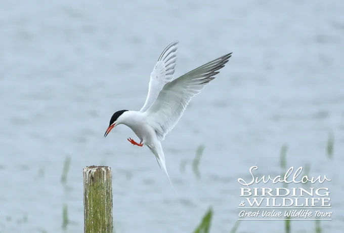 Common Tern