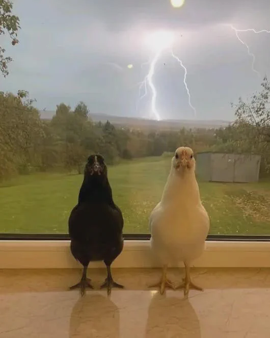 chicken