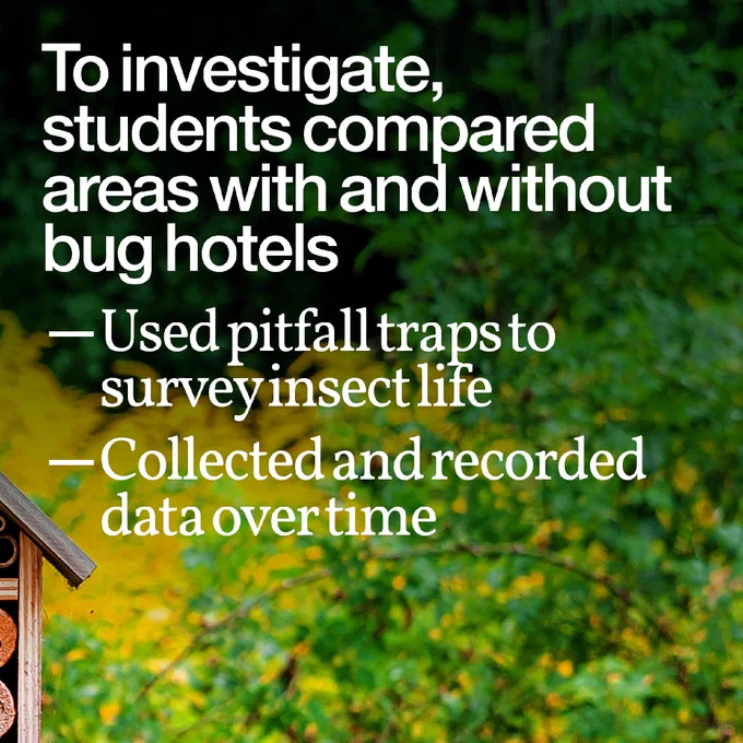 Image in the background is bright green and yellow foliage, with the right hand side of the bug hotel peeking into the left-hand side of the image. Text reads: 'To investigate, students compared areas with and without bug hotels. 
- Used pitfall traps to survey insect life
- Collected and recorded data over time