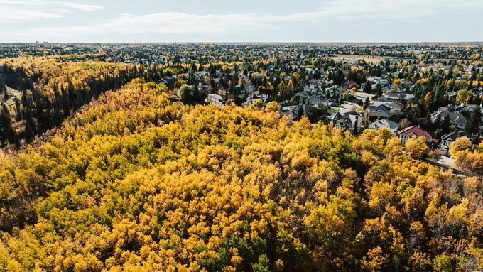 Aerial of the larch sanctuary next to a neighbourhood in southwest Edmonton