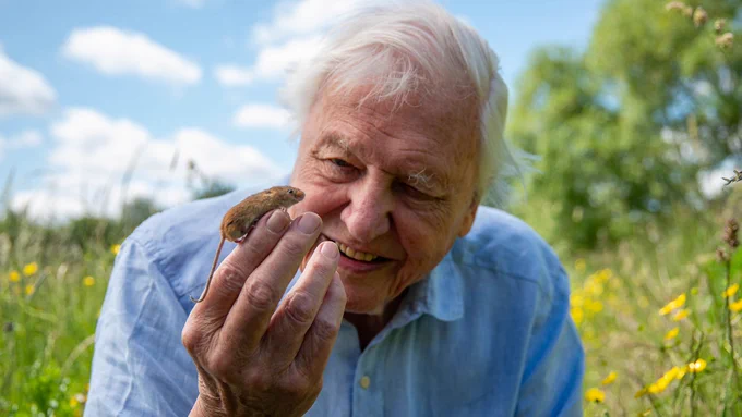 A man in a blue shirt smiles as a little harvest mouse balances on his finger in a grassy area. The man wears a blue shirt and is set amongst green grass and yellow flowers.