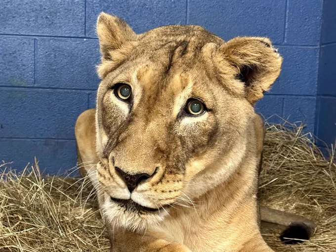 African lion Shera. (Leigh Pitsko/Smithsonian)