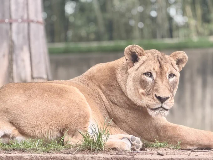 African lion Shera. (Leigh Pitsko/Smithsonian)