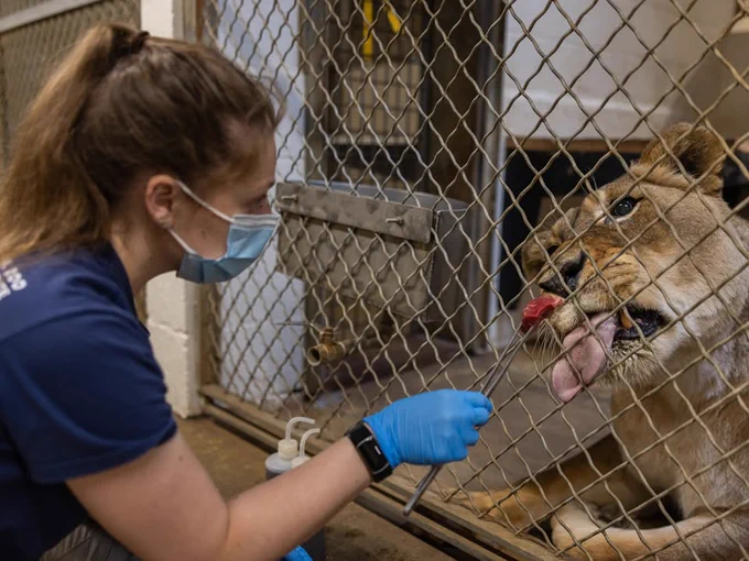 Great Cats keeper Sydney Mayers feeds African lion Shera a beef chunk. (Roshan Patel/Smithsonian)