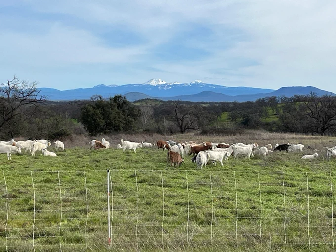 Herd of goats grazing on a green pasture with leafless trees and snow-capped mountains in the background under a partly cloudy sky.