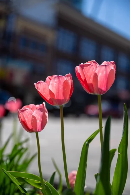 A close up of pink tulips.
