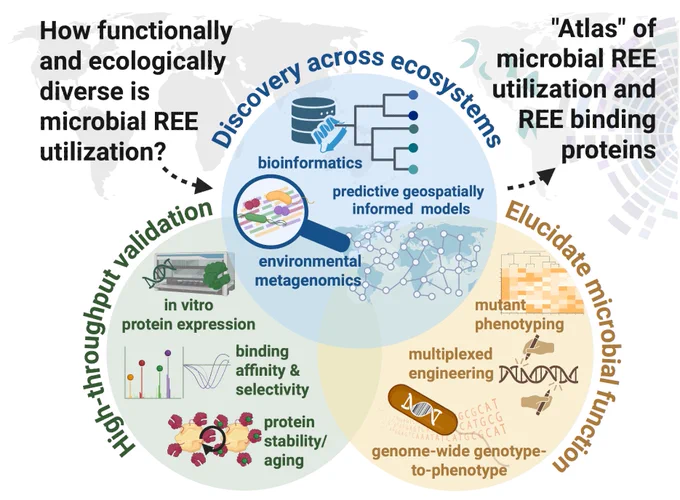  A Venn diagram. The diagram is captioned: “How functionally and ecologically diverse is microbial rare earth element (REE) utilization?” and “‘Atlas’ of microbial REE utilization and REE binding proteins.” The top circle is labeled “Discovery across ecosystems: Bioinformatics, predictive geospatially informed models, environmental metagenomics.” The second circle is labeled “High-throughput validation: In vitro protein expression, binding affinity and selectivity, protein stability/aging.” The final circle is labeled “Elucidate microbial function: Mutant phenotyping, multiplexed engineering, genome-wide genotype-to-phenotype.” 