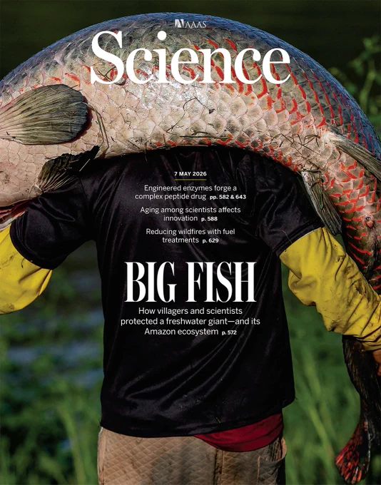 A giant fish called the arapaima is the focus of a conservation success story in the Brazilian Amazon. Scientists have worked with local villages to protect the commercially valuable fish from poachers while allowing villagers to profit from a sustainable arapaima harvest. The project has spurred development and led to the protection of some 150,000 km2 of tropical forest.

Photo: Michael Dantas/AFP via Getty Images
