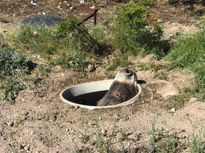 A burro sticks its head outside of a septic tank