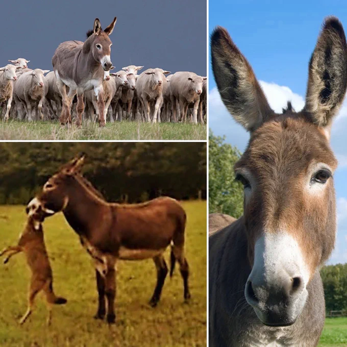 Split image: top shows a donkey standing amongst a flock of sheep. Deployed by ranchers as livestock guardian the donkey appears taller and larger amongst the sheep. The second image shows a donkey holding aloft the limp body of a dead coyote in its mouth. Third image is a donkey close up of face