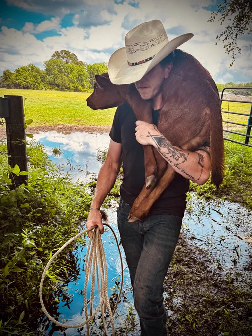 Farmer Josh Young carrying a brown calf on his shoulders through a field. 
