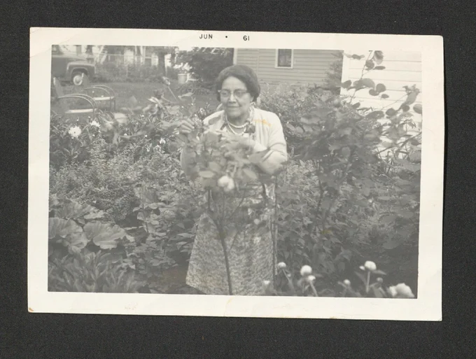 Black and white photo of an older black woman tending to a garden shrub.