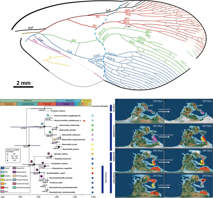 Panel of data figures, including a stylized phylogenetic tree shaped like a wing, from a study that revises the generic diagnosis based on Sinocurvicubitus haotianus Xu, Shih, Ren & Wang, sp. nov., a new species from Jiangxi Province, and interprets the color bands and eyespot on the forewing as defensive mimicry in early insects. By constructing a phylogenetic tree using phenotypic wing data, this study clarifies the relationships within the superfamily and reconstructs both divergence times and ancestral distribution ranges for key nodes.