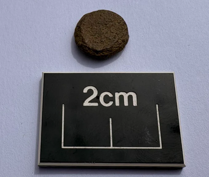 A small circular disc of shale.