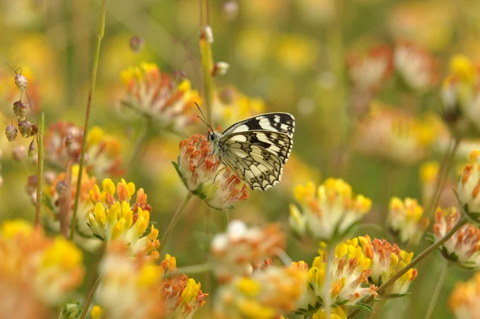 Marbled White butterfly feeding on common kidney-vetch
