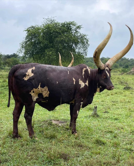 Ankole