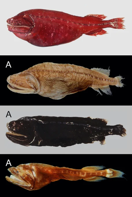 Su Y, Paxton JR, Ho H-C (2026) Four new species of the whalefish genus 𝐺𝑦𝑟𝑖𝑛𝑜𝑚𝑖𝑚𝑢𝑠 Parr, 1934, with the establishment of three new species groups (Beryciformes, Cetomimidae). ZooKeys 1279: 57-95. https://doi.org/10.3897/zookeys.1279.171946