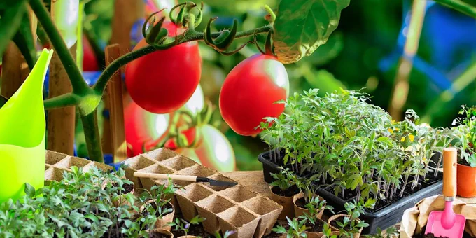 grow food at Brompton Library
