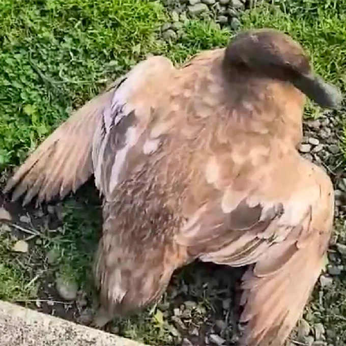 Two stills from a video showing abnormal movements and behavior by two ducks.