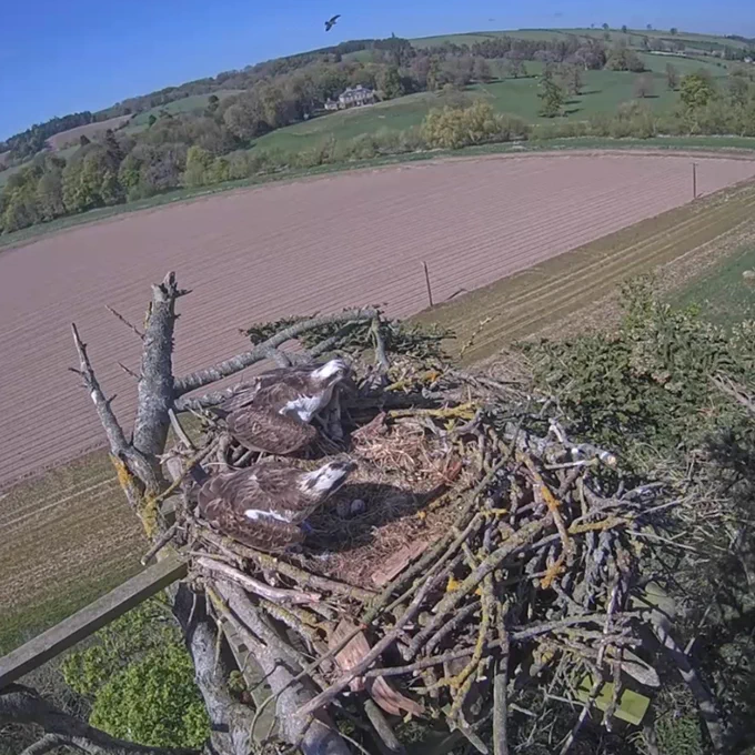 Border Ospreys nest/egg watch.