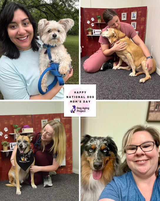 A collage of four dog moms with their dogs for Happy National Dog Moms' Day: Person one holding a small, fluffy, light-colored dog wearing a blue harness and leash outdoors with green trees in the background. Another person wearing scrubs hugs a tan dog. The background has shelves with plants and framed photos. Person three in a maroon uniform kneels next to a dog wearing a black bandana with "Dog Aging Project" printed on it. And a blue merle Australian Shepherd with striking blue eyes and a pink tongue panting, poses for a selfie with a person wearing glasses and a blue shirt.