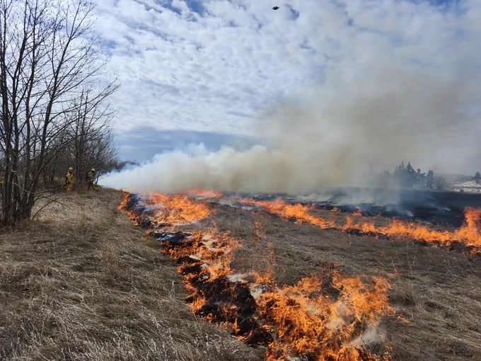 Wide shot of a controlled prescribed fire burning around trees in a field.