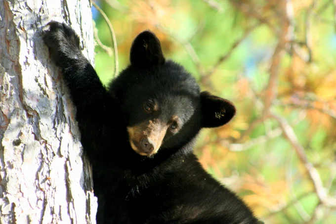 A black bear cub clings to the trunk of a tree, surrounded by blurred green and brown foliage in the background.