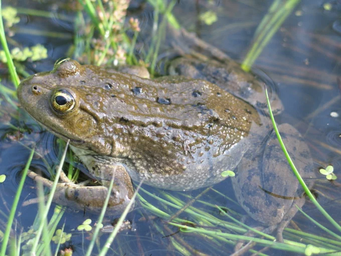 A Columbia spotted frog partially submerged among aquatic plants in clear water.