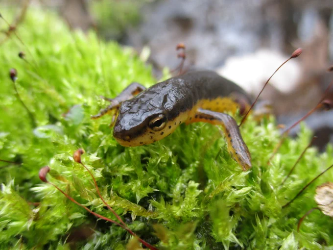 A close-up of the head and front legs of an Eastern Newt on moss.