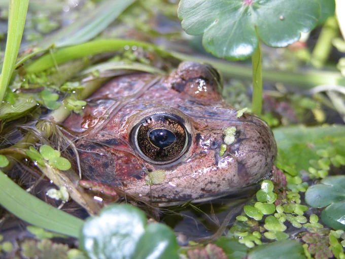 Close-up of a California red-legged frog partially submerged in water with head exposed surrounded by green aquatic vegetation. 