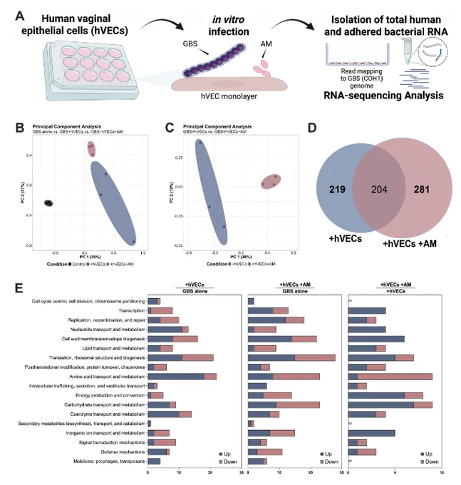 Impact of A. muciniphila on the GBS transcriptome. 