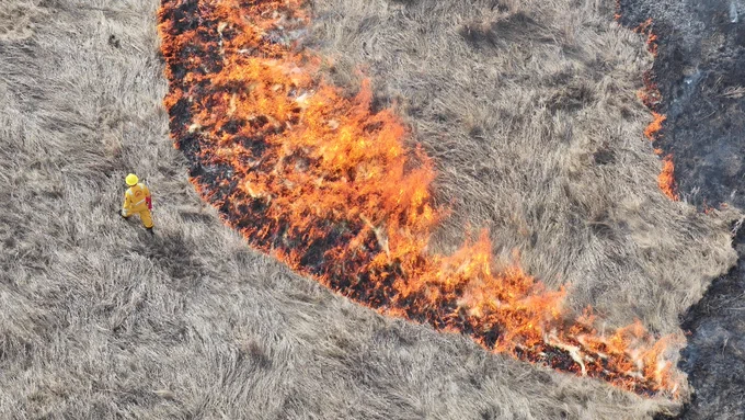 Drone shot of a controlled prescribed fire burning in a field. An Edmonton Fire Rescue Services firefighter is pictured walking along the burn.