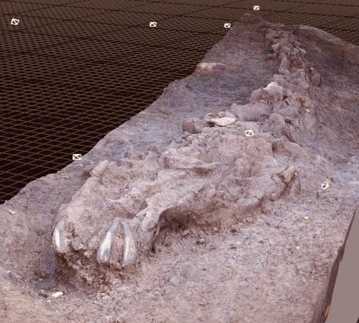 A 3d scan of the horses skull.
