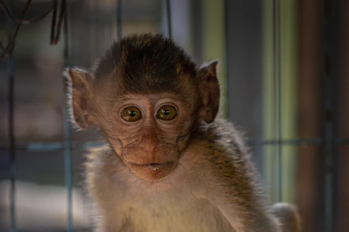 Infant long-tailed macaque in captivity, Indonesia; Action for Primates/Animal Friends Jogja