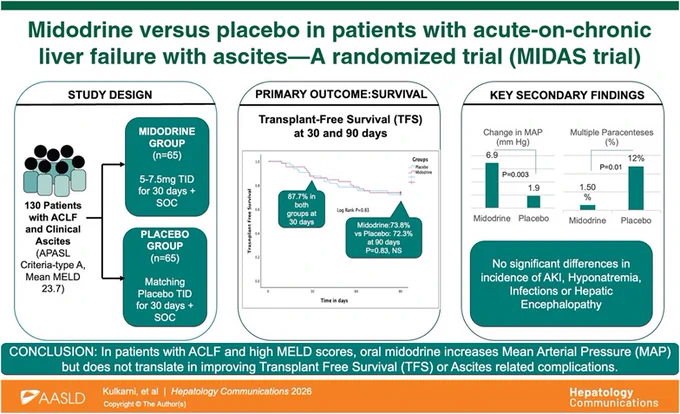 This randomized, double-blind trial tested whether oral midodrine helps patients with ACLF and high MELD scores. One hundred thirty patients were assigned to midodrine 5–7.5 mg tid or placebo for 30 days plus standard care. Midodrine did not improve transplant-free survival (TFS) at 1 month (HR, 0.99 [95% CI: 0.37–2.65]) or 3 months (HR, 0.93 [95% CI: 0.48–1.8]). Ascites control at days 30 and 90 was similar between groups. Midodrine increased mean arterial pressure (MAP) more than placebo but did not significantly change plasma renin activity or reduce cirrhosis- or diuretic-related complications, indicating no clinical benefit beyond MAP rise. 