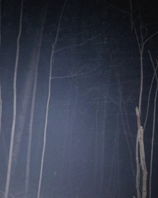 A forested area at night.