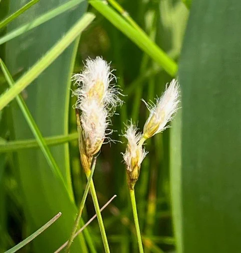 Slender cottongrass (Eriophorum gracile) / Sandro Bogdanović