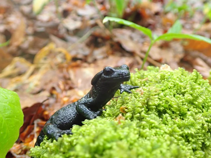 Black alpine salamander (Salamandra atra) / Katarina Koller Šarić