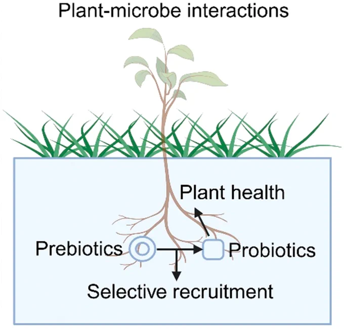 Diagram summarizing a review discussing naturally plant-exuded compounds, which can act as prebiotics, selectively feeding native beneficial soil microbes to enhance disease suppression, nutrient acquisition, and contaminant degradation. These prebiotics can complement microbial inoculants as sustainable biofertilizers when properly identified, designed with synthetic communities, and validated by field trials.