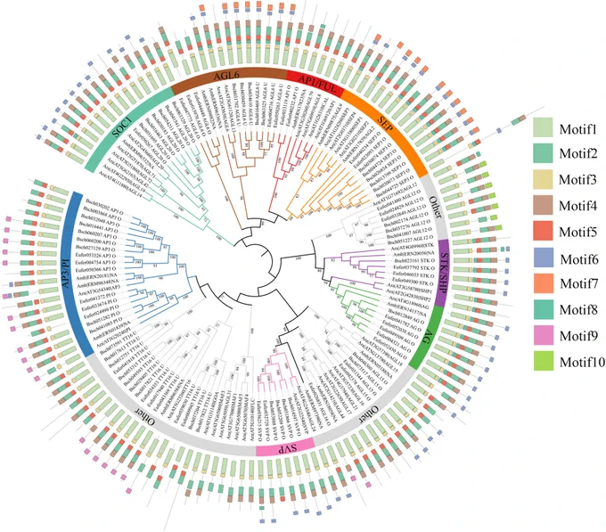 Phylogenetic tree illustrating independent evolutionary trajectories for Cabombaceae and Nymphaeaceae, shedding light on the evolution of floral organization in basal angiosperms.