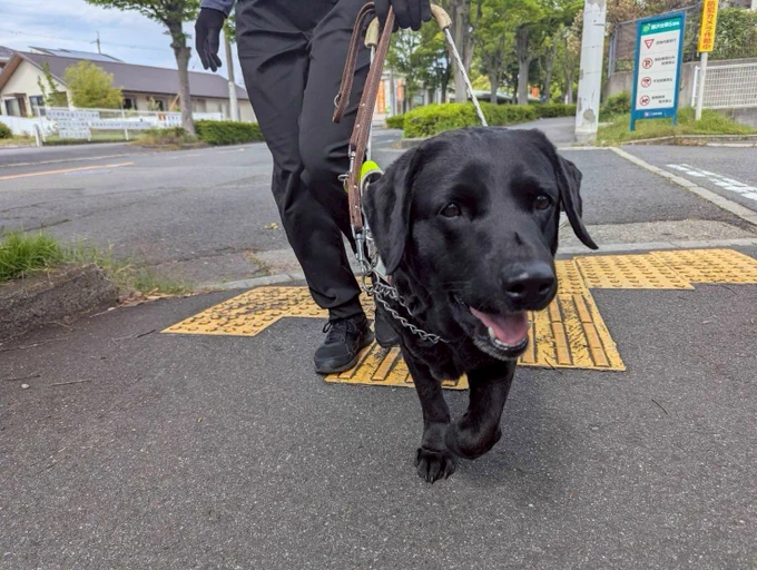歩道を歩く白いハーネスをつけた黒ラブ タレ目で口を開けていて笑っているよう