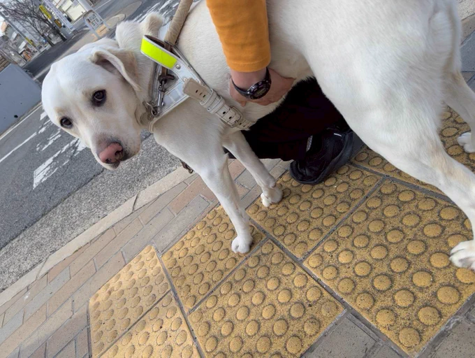 歩道でとまる 白いハーネスをつけたイエローのラブラドールレトリバー が振り返ってカメラ目線 クールな表情 訓練担当がお腹に手を回して寄り添っている