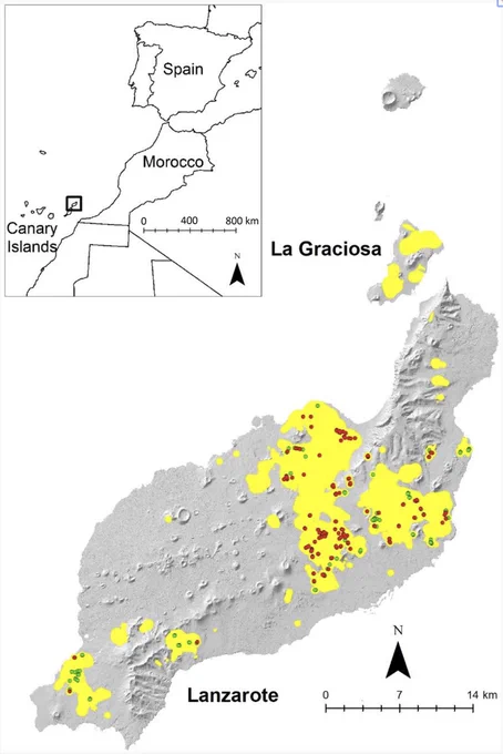 Graphical abstract: We investigated nest predation in the endangered Canarian houbara bustard using 229 artificial nests and camera traps. Ravens were identified as the main predators, and predation rates were influenced by raven density, vegetation cover, stone cover, and road density. These results provide practical recommendations for habitat management and strategies to reduce nest predation in houbara breeding areas.